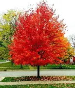 Armstrong Maple : 5.5 Inch