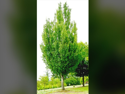 Armstrong Maple : 5.5 Inch