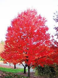 Autumn Fantasy Maple : 6 Inch