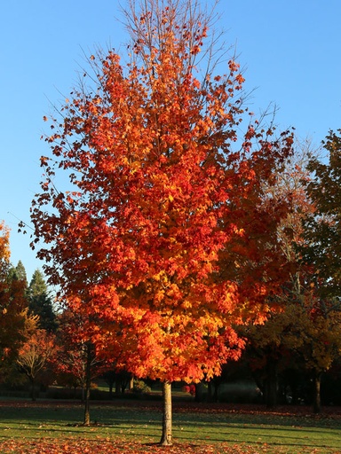 [Autumn Fest Sugar Maple : 4.5 Inch] Autumn Fest Sugar Maple ® : 4.5 Inch