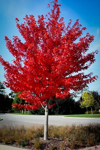 Autumn Flame Maple : 5 Inch