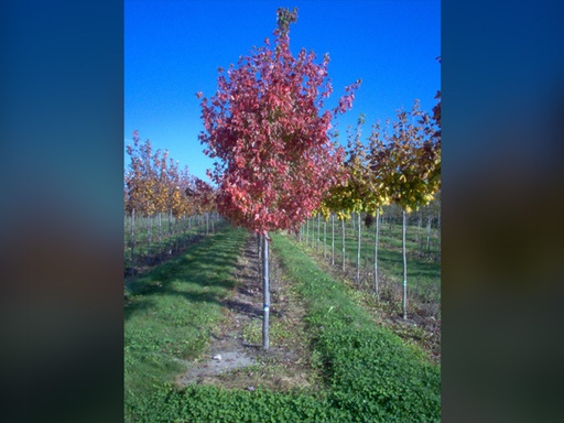 Autumn Radiance Maple : 6 Inch