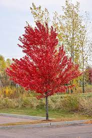 Autumn Spire Maple : 4.5 Inch