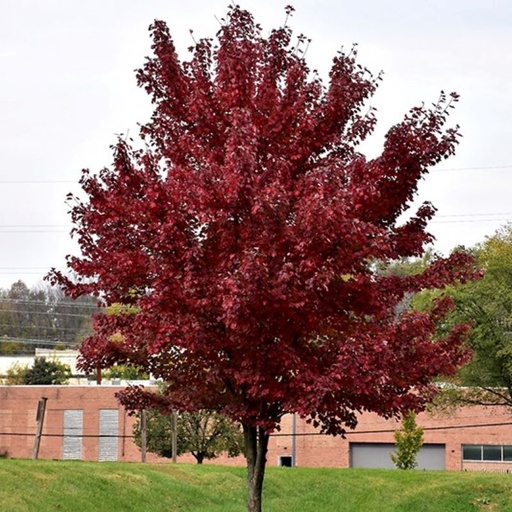 Burgundy Belle Maple : 4.5 Inch