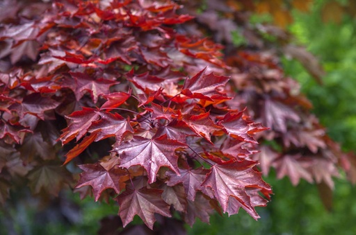 Crimson King Maple : 6 Inch