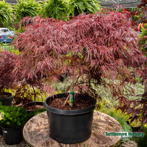Crimson Queen Japanese Maple : 60 Inch