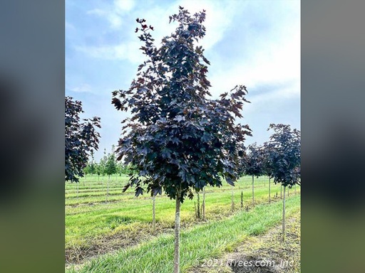 Crimson Sunset Maple : 5.5 Inch
