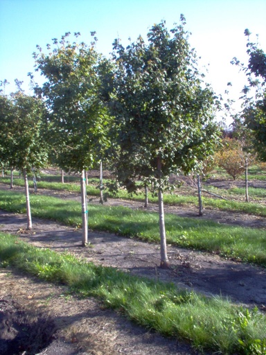Emerald Queen Maple : 1.5 Inch