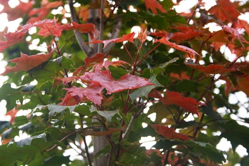 Fairview Norway Maple : 3.5 Inch