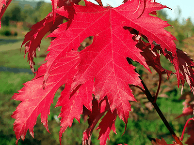 Firefall Maple : 4 Inch