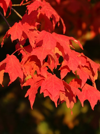 Flashfire Sugar Maple : 5.5 Inch