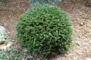 Green Gem Boxwood : 1 Gallon