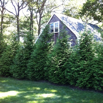 Green Giant Arborvitae : 9 Foot