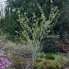 Joe Witt Maple : 6 Inch