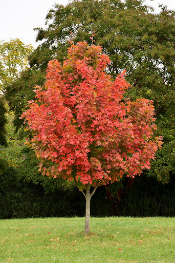 John Pair Sugar Maple : 2.5 Inch