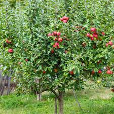 Jonathan Apple : 6 Inch