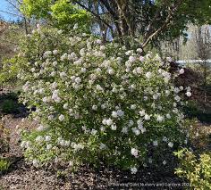 Judd Viburnum : 2 Foot