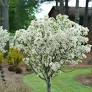 Lollipop Crabapple : 6 Inch