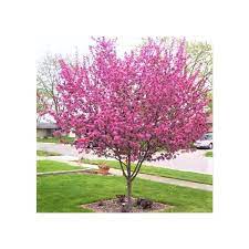 Perfect Purple Crabapple : 6 Inch