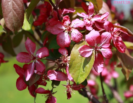 Red Barron Crabapple : 6 Inch