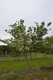 Red Jewel Crabapple MS : 20 Foot