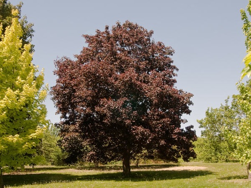 Royal Red Maple : 6 Inch