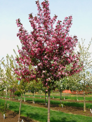 Ruby Dayze Crabapple : 4 Inch