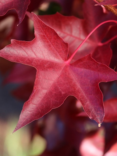 Ruby Sunset Maple : 4.5 Inch