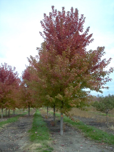 Scarlet Sentinel Red Maple : 5.5 Inch