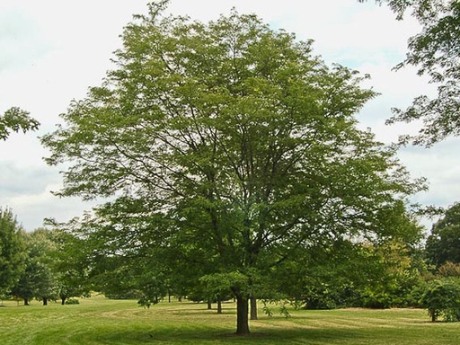 Shademaster Honeylocust : 5.5 Inch