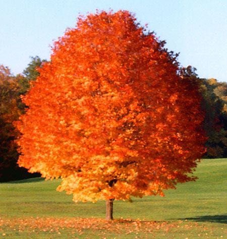 Shantung Maple : 1.5 Inch