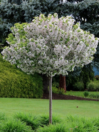 Sparkling Sprite® Crabapple : 5 Inch
