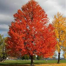 Sun Valley Maple : 6 Inch