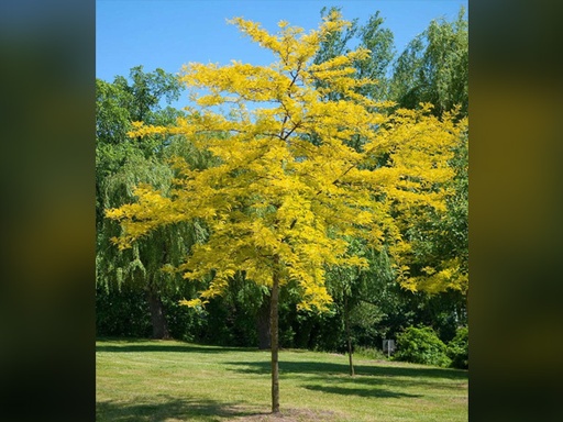 Sunburst Honeylocust : 4.5 Inch