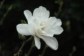 White Rose Magnolia MS : 7 Foot