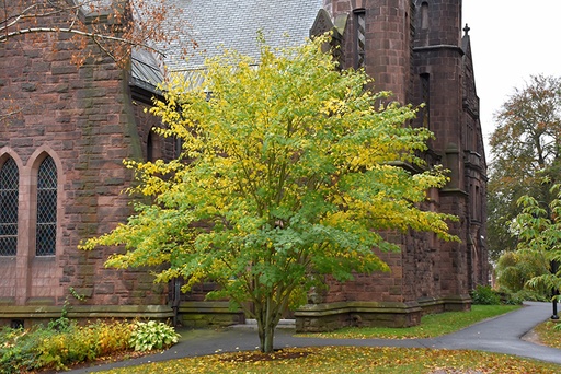 White Tigress Maple : 4 Inch