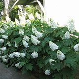 Alice Oakleaf Hydrangea : 5 Gallon