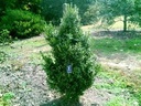 Beaver Creek Boxwood : 36 Inch