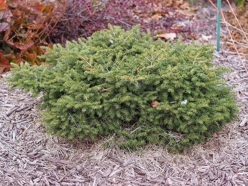 Bird's Nest Spruce : 3 Gallon