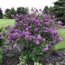 [Bloomerang Dark Purple Lilac : 5 Gallon] Bloomerang Dark Purple Lilac ® PW : 5 Gallon