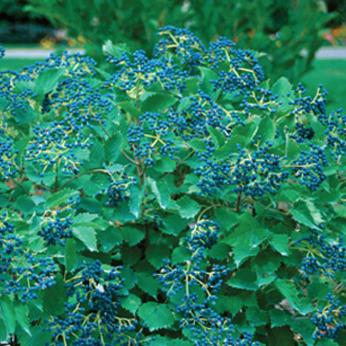 [Blue Muffin /Christom Viburnum : 5 Gallon] Blue Muffin /Christom Viburnum ® PW : 5 Gallon