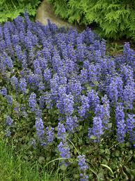 Bronze Beauty Bugleweed : 4 Inch Pot