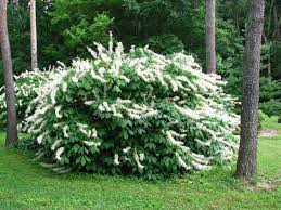 Bottlebrush Buckeye : 4 Foot