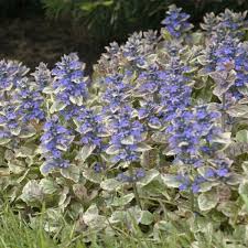 Burgundy Glow Bugleweed : 4 Inch Pot