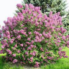 Burgundy Queen Lilac : 4 Foot