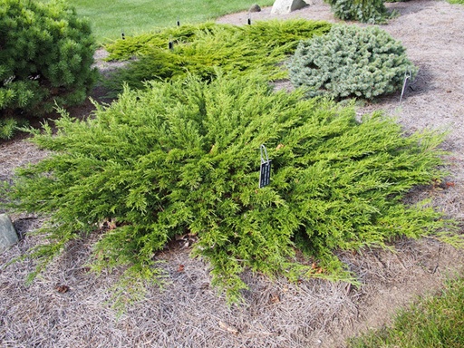 Calgary Carpet Juniper : 5 Gallon