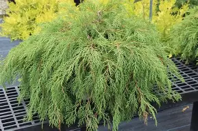 Celtic Pride Cypress ® PW : 3 Gallon