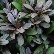 Chocolate Chip Ajuga/Buggleweed : Cell