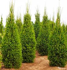 Columnar Norway Spruce : 8 Foot