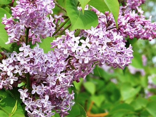 Common Purple Lilac : 3 Foot